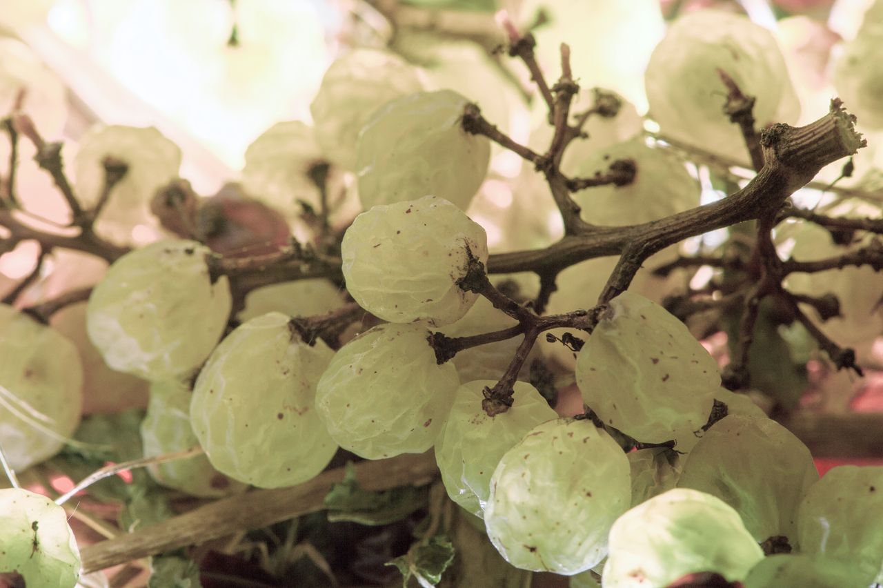 Vignoble Technique Vin de paille VDP-0029